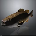 Realistic 3D Fish Model With Orange Brown Scales And Open Mouth