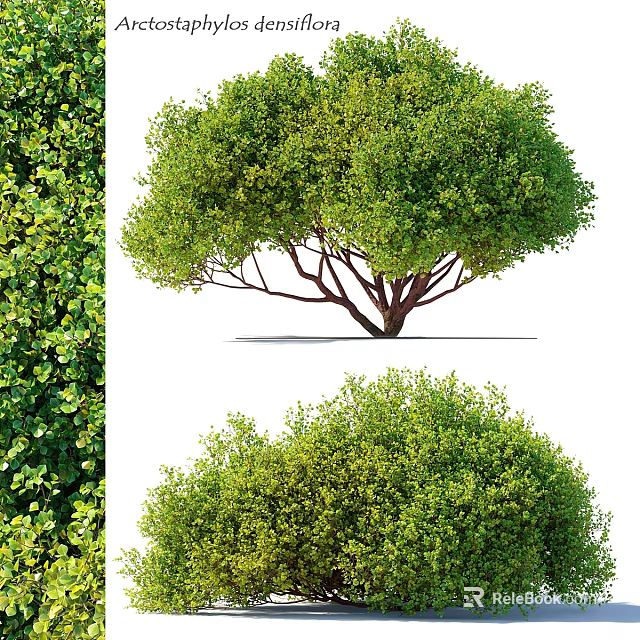 Elegant Lush Green Garden Trees With Dense Foliage And Shady Canopy 3d model 