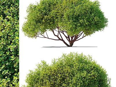 Elegant Lush Green Garden Trees With Dense Foliage And Shady Canopy 3d model