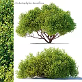 Elegant Lush Green Garden Trees With Dense Foliage And Shady Canopy