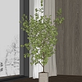 Modern Plant Potted Home Plant Potted Plant 3d model