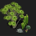 Diverse Green Plants Including Leafy Tree Tall Cacti Round Cactus And Succulents