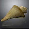 Light Yellow Spiral Conch Shell With Smooth Surface And Natural Gloss On Dark Background 3d model