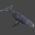 Realistic 3D Model of Blue Whale with Detailed Features on Blue Background