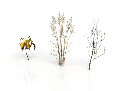 Yellow Leaf Plant Tall Grass And Bare Branches As Natural Decorative Elements On White Background 3d model