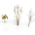 Yellow Leaf Plant Tall Grass And Bare Branches As Natural Decorative Elements On White Background