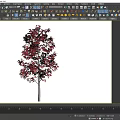 Beautiful Red Leaf Shrub With Slender Trunk And Gray Background