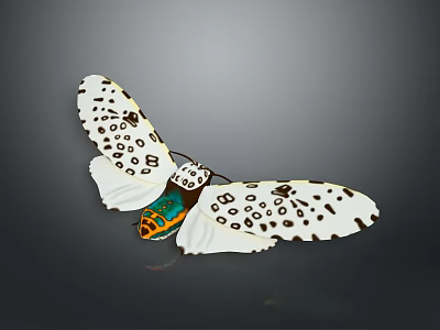 White Butterfly With Black Spots On Spread Wings And Colorful Body On Gray Background 3d model