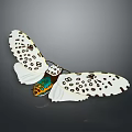White Butterfly With Black Spots On Spread Wings And Colorful Body On Gray Background