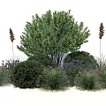 Lush Garden Shrub Surrounded By Purple Flowers And Ornamental Grasses In Outdoor Landscape