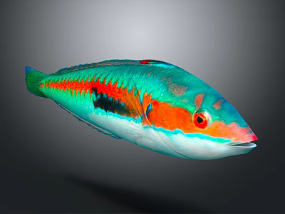 Modern Fish Freshwater Fish Marine Fish 3d model Modern Fish Freshwater Fish Marine Fish 3d model