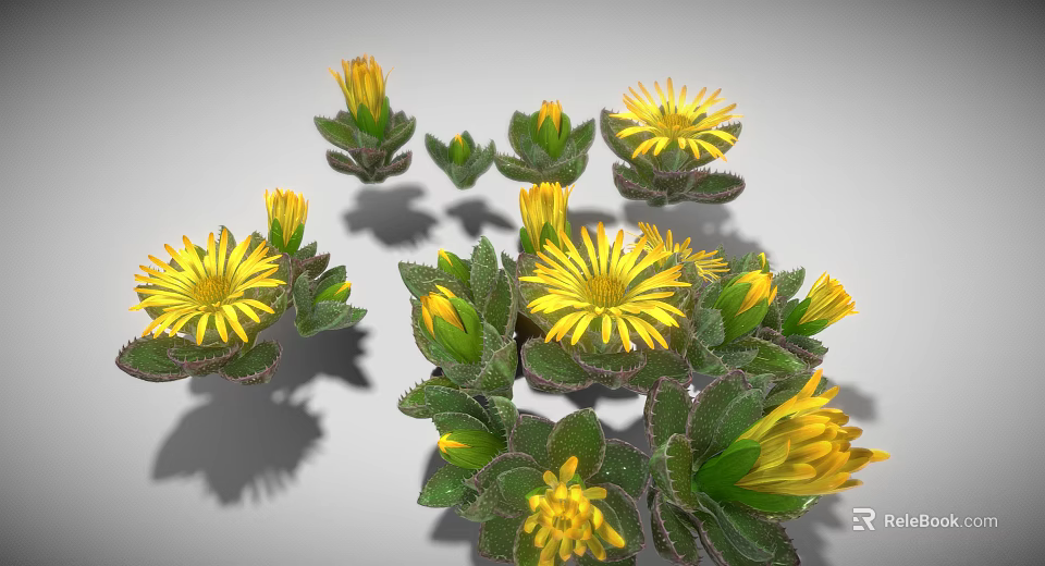 Yellow Radial Shaped Flowers With Green Leaves And Buds On Gray Background 3d model 