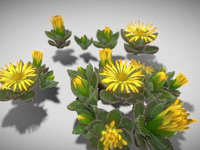 Yellow Radial Shaped Flowers With Green Leaves And Buds On Gray Background 3d model