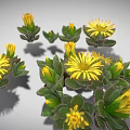 Yellow Radial Shaped Flowers With Green Leaves And Buds On Gray Background