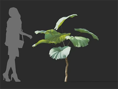 Lush Green Large Leaf Tree With Female Silhouette On Dark Background 3d model