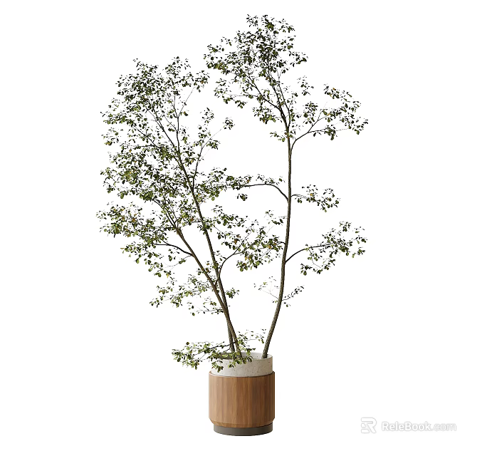 Bonsai Potted Plant With Thin Trunks And Green Leaves In Cylindrical Wooden Pot 3d model 