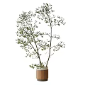Bonsai Potted Plant With Thin Trunks And Green Leaves In Cylindrical Wooden Pot