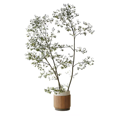 Bonsai Potted Plant With Thin Trunks And Green Leaves In Cylindrical Wooden Pot 3d model