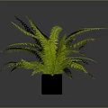 Lush Green Ferns In White And Black Pots For Indoor Decor