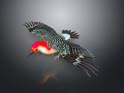 Red Headed Flying Bird With Black And White Striped Wings Against Dark Background Showing Reflection 3d model