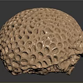 Golden Sea Urchin With Honeycomb Like Pores On Spherical Reflective Surface