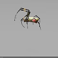 Yellow Black and Red Spider with Black and Yellow Banded Legs and Vibrant Colored Body