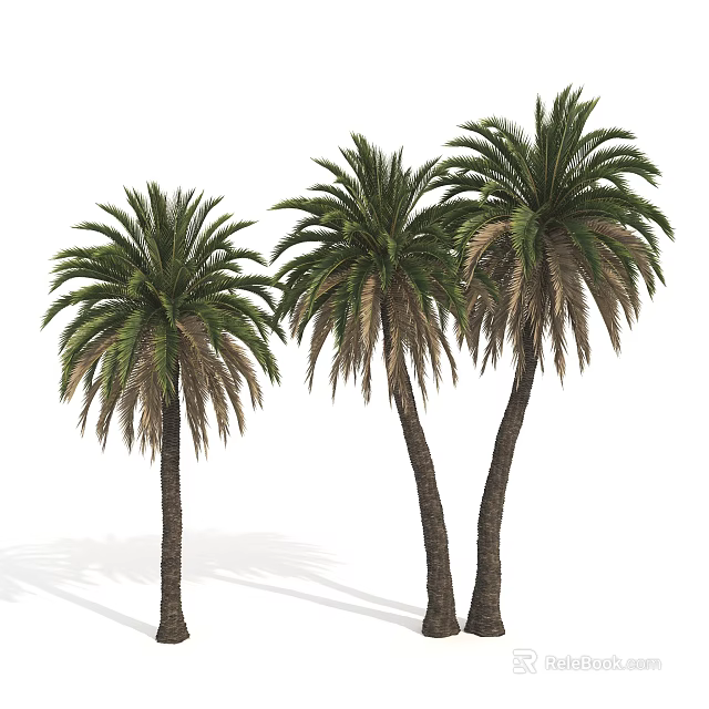 Three Tall Palm Trees With Lush Green Fronds And Strong Trunks In Natural Outdoor Scene 3d model 