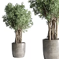 Stylish Indoor Potted Plants With Various Green Foliage And Decorative Concrete Pots