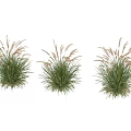 Ornamental Grass Decorative Set With White Plumes Against Gray Wall And Lawn