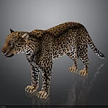 Realistic Leopard With Spotted Fur Standing On Shiny Surface Against Dark Background 3d model