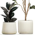 Lush Green Leafy Potted Plants In White Textured Ceramic Pots For Indoor Decor