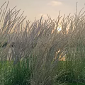 Vibrant Ornamental Grass Combinations Featuring Tall And Short Varieties In Serene Sunset Garden