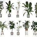 Various Potted Plants with Different Leaf Shapes in Stylish Planters and Stands for Home Decor