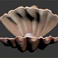 Close Up View Of Open Scallop Shell With Pink Stripes And Shiny Pearl Inside