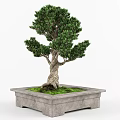 Bonsai Plant With Twisted Trunk In Square Pot And Green Moss Foliage