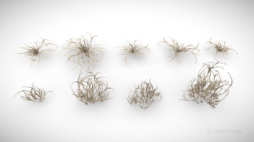 Assorted Small Air Plants With Slender Leaves And Diverse Forms For Indoor Decor 3d model 