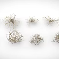 Assorted Small Air Plants With Slender Leaves And Diverse Forms For Indoor Decor