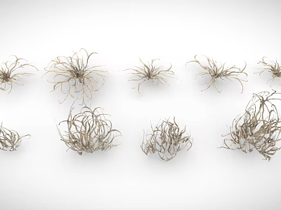 Assorted Small Air Plants With Slender Leaves And Diverse Forms For Indoor Decor 3d model