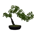Curved Trunk Bonsai Plant With Green Leaves In Black Textured Pot