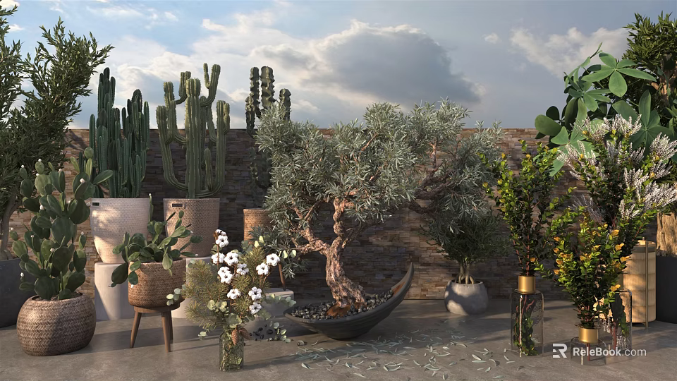 Bonsai and Potted Plants Including Cacti Olive Tree Bonsai Various Pots and Stone Wall Background 3d model 