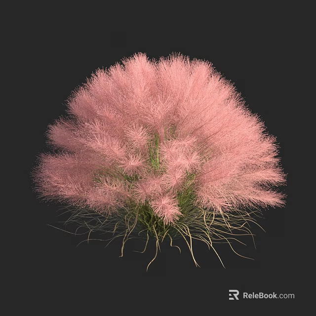 Pink Feathery Shrub with Fluffy Texture and Ornamental Garden Plant Features 3d model 