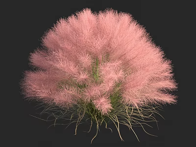 Pink Feathery Shrub with Fluffy Texture and Ornamental Garden Plant Features 3d model