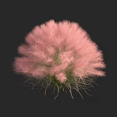 Pink Feathery Shrub with Fluffy Texture and Ornamental Garden Plant Features 3d model