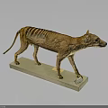 Tasmanian Tiger Detailed Preserved Taxidermy Specimen with Natural Features on White Display Base