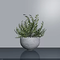 Bonsai Potted Plant With Green Foliage In White Planter On Gray Tabletop