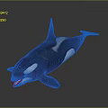 Lifelike Black And White Orca Aquatic Animal With Open Mouth And Dorsal Fin