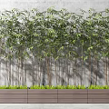 Tall Bamboo Plants With Green Leaves Against Concrete Wall In Wooden Planter