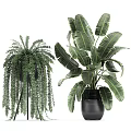 Diverse Potted Plants With Large Green Leaves Ferns And Black Planters