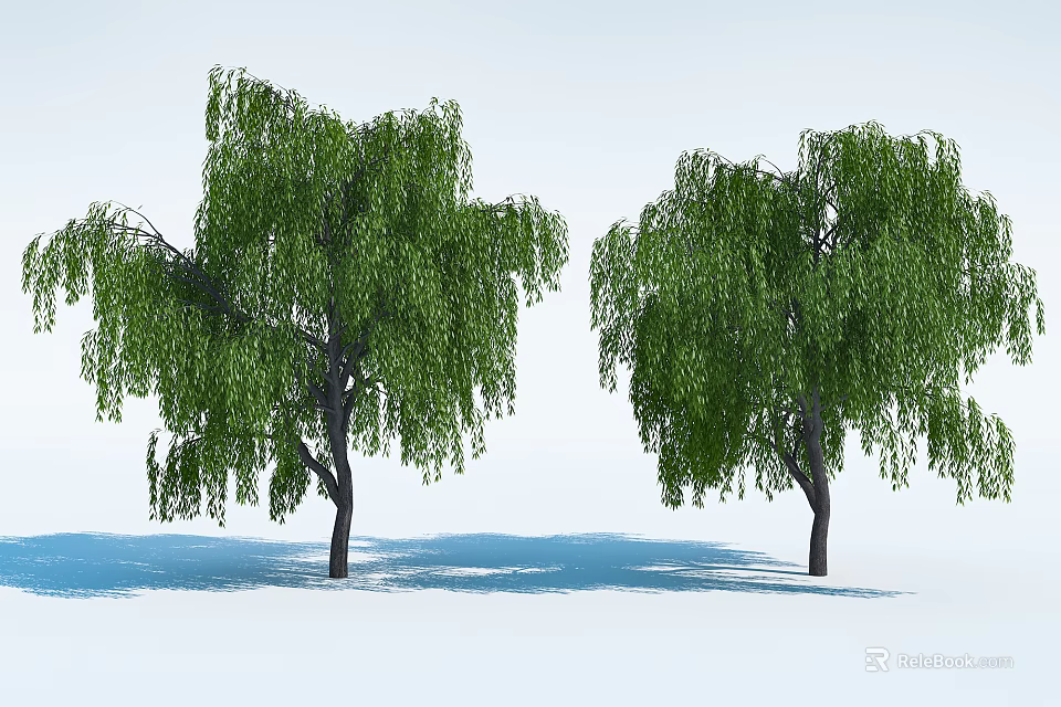 Elegant Weeping Willow Trees With Long Hanging Branches And Lush Green Leaves 3d model 