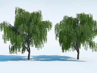 Elegant Weeping Willow Trees With Long Hanging Branches And Lush Green Leaves 3d model
